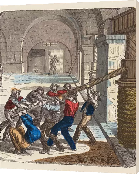 Olive oil production (coloured engraving)