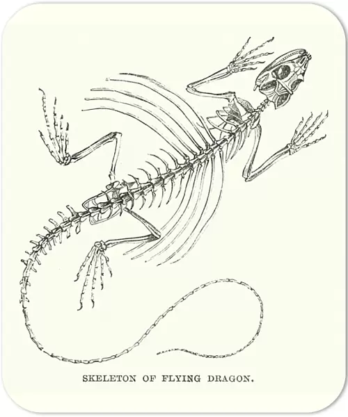 Skeleton of flying dragon (engraving)