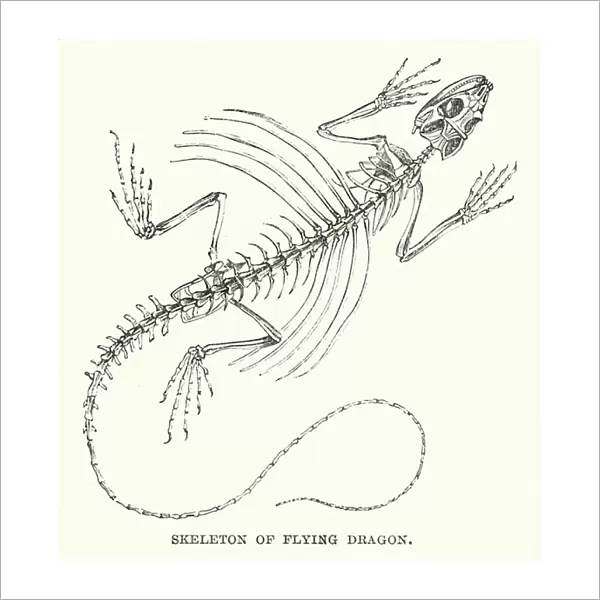 Skeleton of flying dragon (engraving)