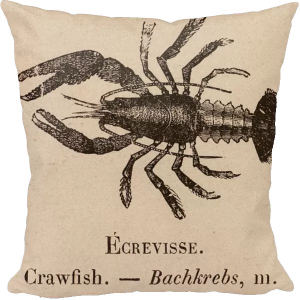 Le Vocabulaire Illustre: Ecrevisse; Crawfish; Bachkrebs (engraving)