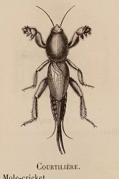 Le Vocabulaire Illustre: Courtiliere; Mole-cricket; Maulwurfsgrille (engraving)