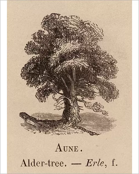 Le Vocabulaire Illustre: Aune; Alder-tree; Erle (engraving)