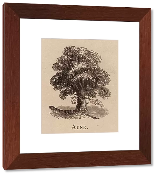 Le Vocabulaire Illustre: Aune; Alder-tree; Erle (engraving)