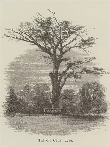 The old Cedar Tree (engraving)