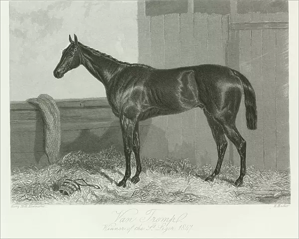 Van Tromp, foaled 1844 (b  /  w photo)