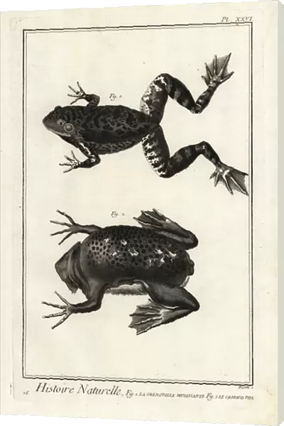 American bullfrog and Suriname toad. 1774 (engraving)