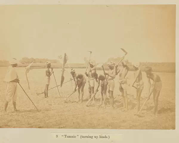 Tumnie (turning up lands), 1877 (albumen silver print)