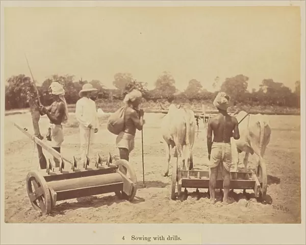 Sowing with drills, 1877 (albumen silver print)