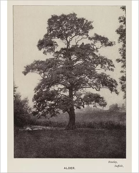 British Trees: Alder, Bentley, Suffolk (b  /  w photo)