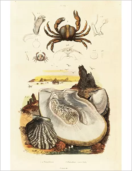 Pin crabs and pearl oyster. 1834-1839 (engraving)