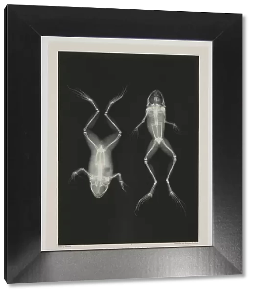 Diagnostic Radiology, X-ray of two frogs, 1896