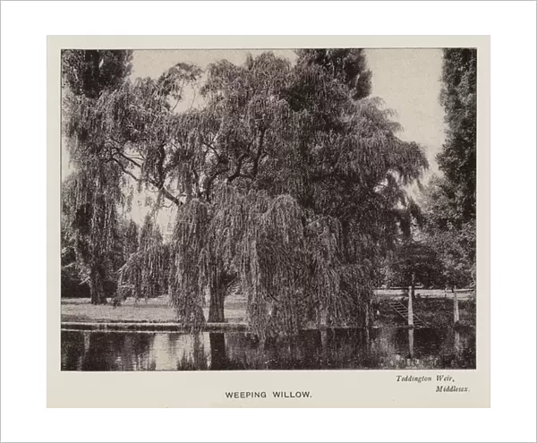 British Trees: Weeping Willow, Teddington Weir, Middlesex (b  /  w photo)