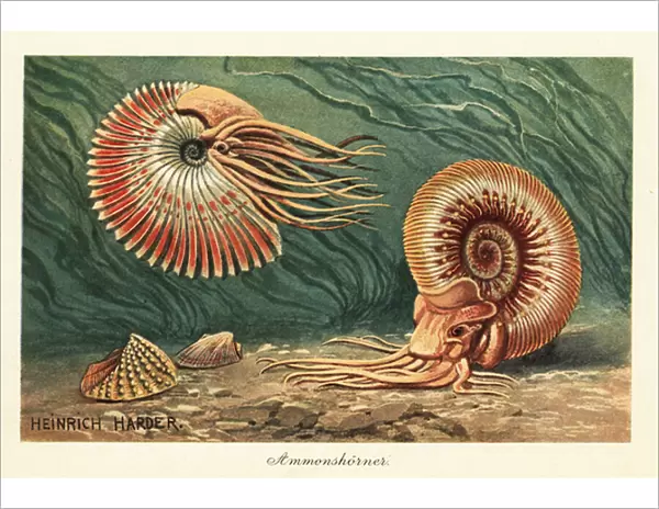 Extinct ammonites swimming in the ocean. 1908 (illustration)