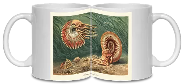 Extinct ammonites swimming in the ocean. 1908 (illustration)