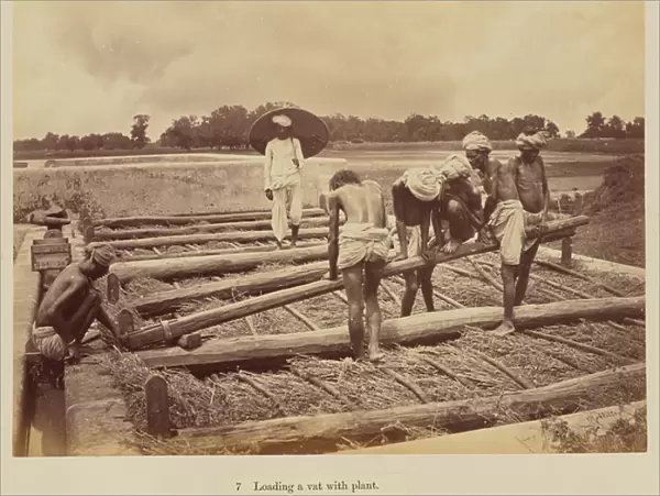 Loading a vat with plant, 1877 (albumen silver print)