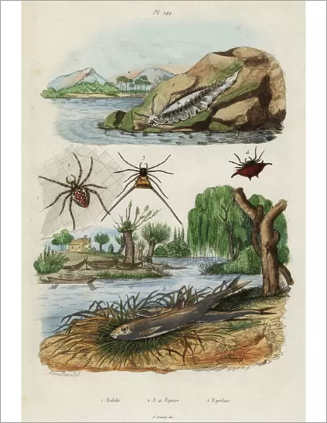 Sea slug, garden spider and European smelt. 1834-1839 (engraving)