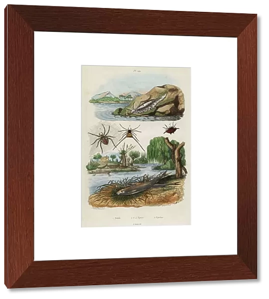Sea slug, garden spider and European smelt. 1834-1839 (engraving)