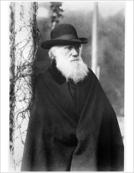Portrait of Charles Darwin (1809-82) c. 1875-80 (b  /  w photo)
