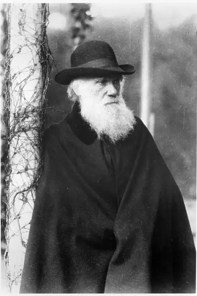 Portrait of Charles Darwin (1809-82) c. 1875-80 (b  /  w photo)