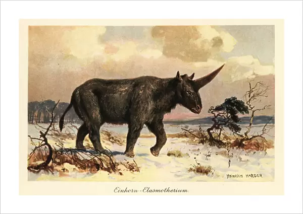 Siberian unicorn, Elasmotherium sibiricum, on a snowy plain. 1908 (illustration)