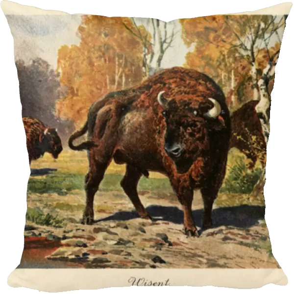 European bison or zubr in a forest clearing. 1908 (illustration)