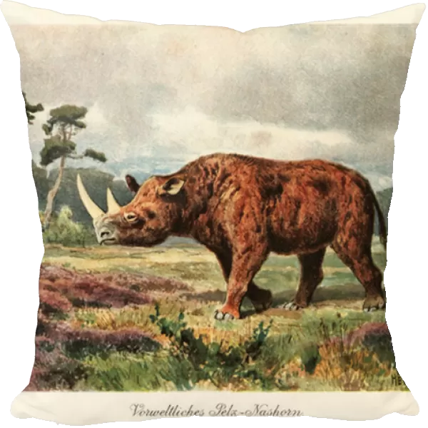 Extinct woolly rhinoceros on the steppes. 1908 (illustration)