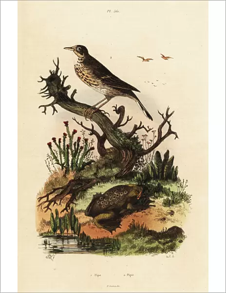Meadow pipit and Suriname toad. 1824-1829 (engraving)