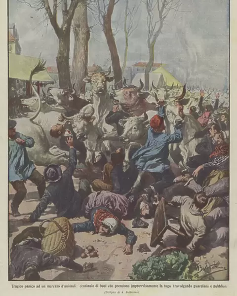 Tragic panic at an animal market, hundreds of oxen suddenly fleeing... (colour litho)
