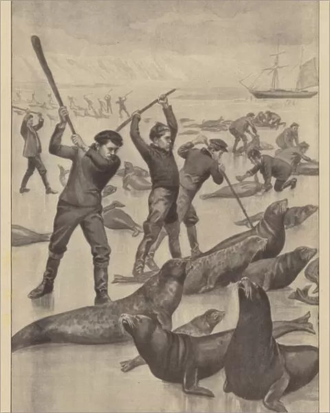 Seal hunting in Newfoundland (litho)