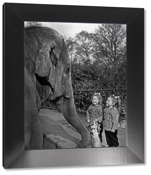 Twin Sisters, Jennifer and Christine Wells, at London Zoo, 10th December 1956 (b  /  w photo)