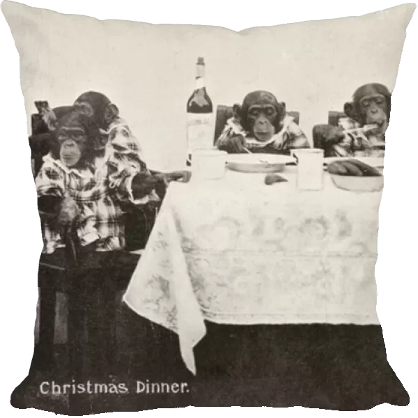 Chimpanzees and orangutan eating Christmas dinner, Carl Hagenbecks Wonder Zoo and Big Circus, Olympia, London (b  /  w photo)