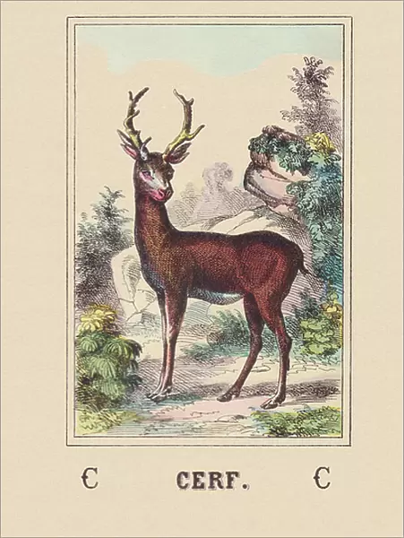 C: Deer, 1850 1860 (engraving)