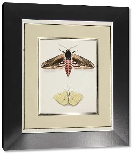 Privet Hawk Moth and Common Brimstone, c. 1755-65 (w / c on paper)