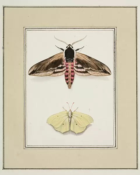 Privet Hawk Moth and Common Brimstone, c. 1755-65 (w / c on paper)