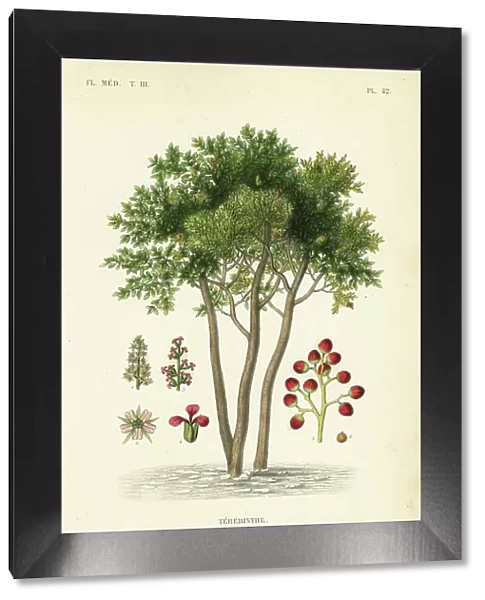 Terebinth or turpentine tree, Pistacia terebinthus, Terebinthe
