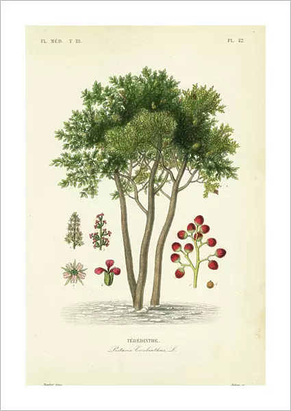 Terebinth or turpentine tree, Pistacia terebinthus, Terebinthe