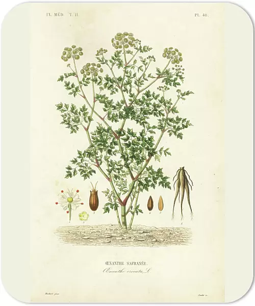 Hemlock water dropwort, Oenanthe crocata, Oenanthe safranee