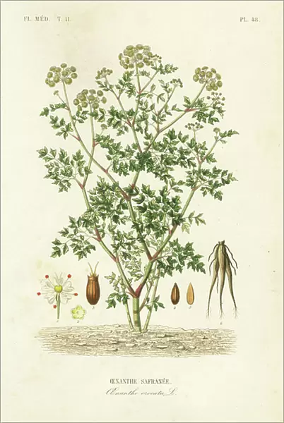Hemlock water dropwort, Oenanthe crocata, Oenanthe safranee