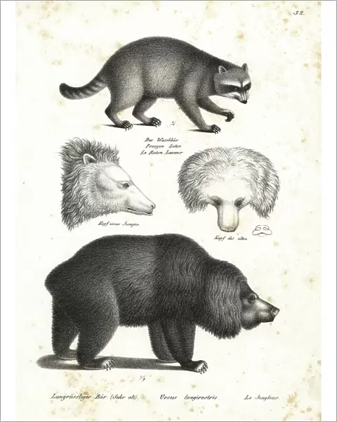 Raccoon, Procyon lotor 1, and sloth bear, Melursus ursinus, 2 vulnerable and head of old and young bear. Lithograph by Karl Joseph Brodtmann from Heinrich Rudolf Schinz's Illustrated Natural History of Men and Animals, 1836