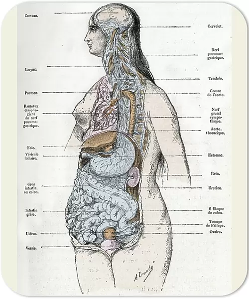 Anatomical plate: body of the woman, anatomy (anatomical plate: woman) Engraving from 'L'homme et la nature' by Rengade, 1887 Collection privee A