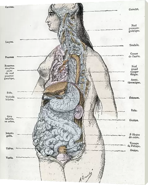 Anatomical plate: body of the woman, anatomy (anatomical plate: woman) Engraving from 'L'homme et la nature' by Rengade, 1887 Collection privee A