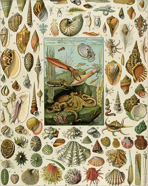 Varieties of molluscs, with scallops, clams, conches, snails and squid. 19th century lithography