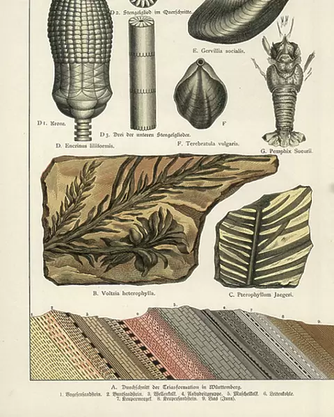 Fossils: a species of extinct conifer, a fern of the Jurassic, mollusk, lamp shell and lobster - Chromolithography of Geology and Paleontology by Friedrich Rolle (1827-1887)