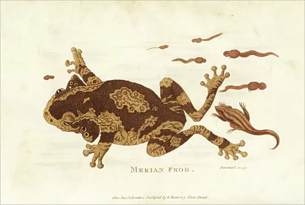 Veined tree frog or common milk frog, Trachycephalus venulosus (Merian frog, Rana meriana). With tadpoles and immature frog. Handcoloured copperplate engraving by Barnfield after an illustration by George Shaw from his General Zoology, Amphibia
