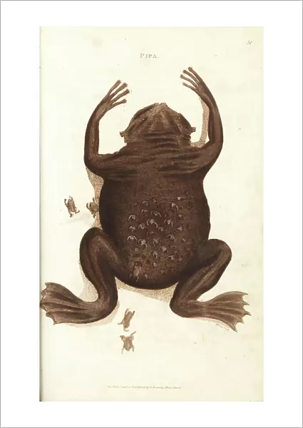 Common Suriname toad or star-fingered toad, Pipa pipa (Pipa, Rana pipa). Female with froglets emerging from pockets in her back. Handcoloured copperplate engraving by Wilson after an illustration by George Shaw from his General Zoology, Amphibia
