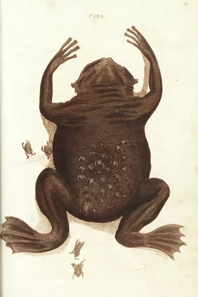 Common Suriname toad or star-fingered toad, Pipa pipa (Pipa, Rana pipa). Female with froglets emerging from pockets in her back. Handcoloured copperplate engraving by Wilson after an illustration by George Shaw from his General Zoology, Amphibia