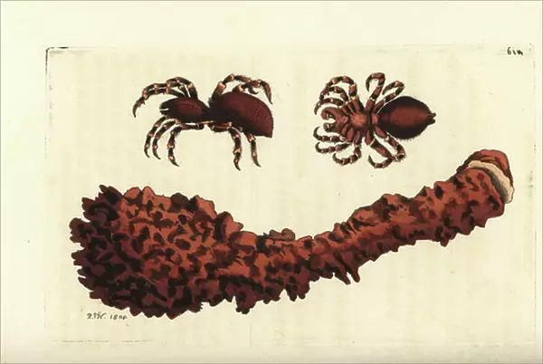 Giant crab spider, Heteropoda venatoria (American tarantula spider, Aranea venatoria) and nest with trapdoor. Illustration drawn and engraved by Richard Polydore Nodder