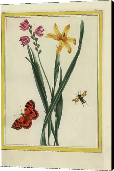 Cape Ixia has yellow flowers and incarnate flowers. Corn lily, Ixia species. Handcoloured etching from Pierre Joseph Buchoz Precious and illuminated collection of the most beautiful and curious flowers
