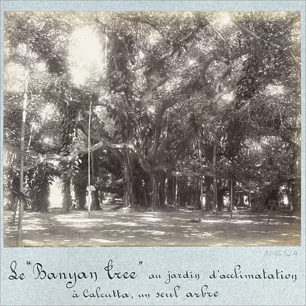 The Banyan Tree - Howrah's great banian - Bengal fig tree, a remarkable tree whose aerial roots form a forest occupying more than one hectare of surface, in the Botanical Garden of Calcutta (India) - Second half of the 19th century