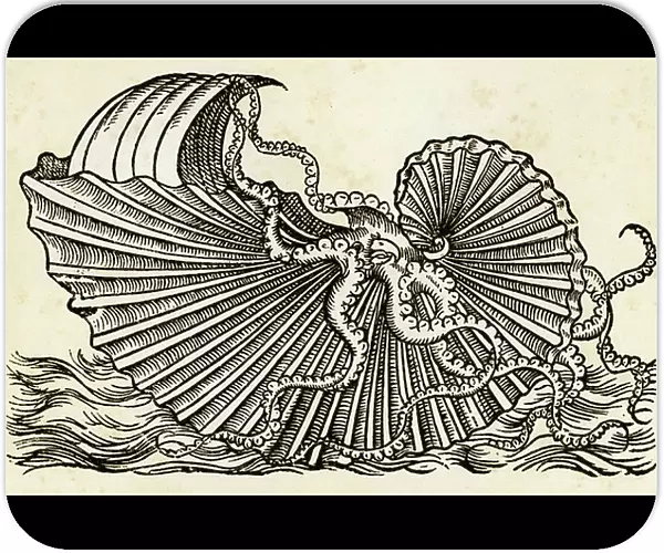 Argonaut, marin monster, 1553 (engraving)